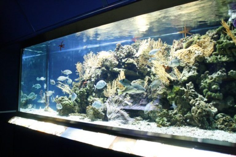 acquario-7-1