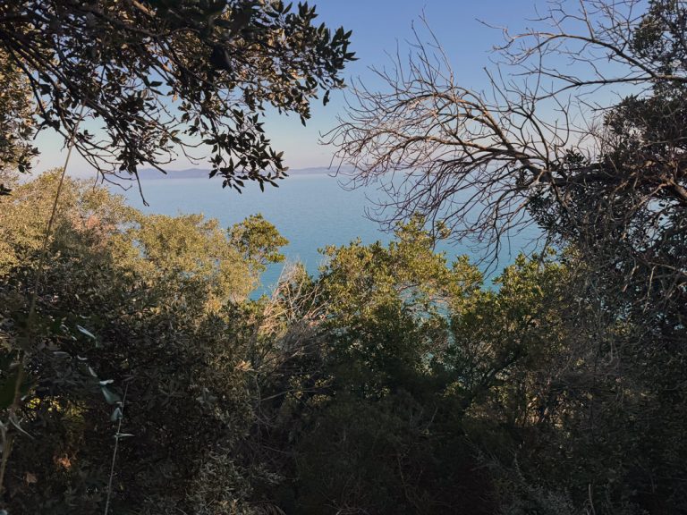 mare-tra-alberi